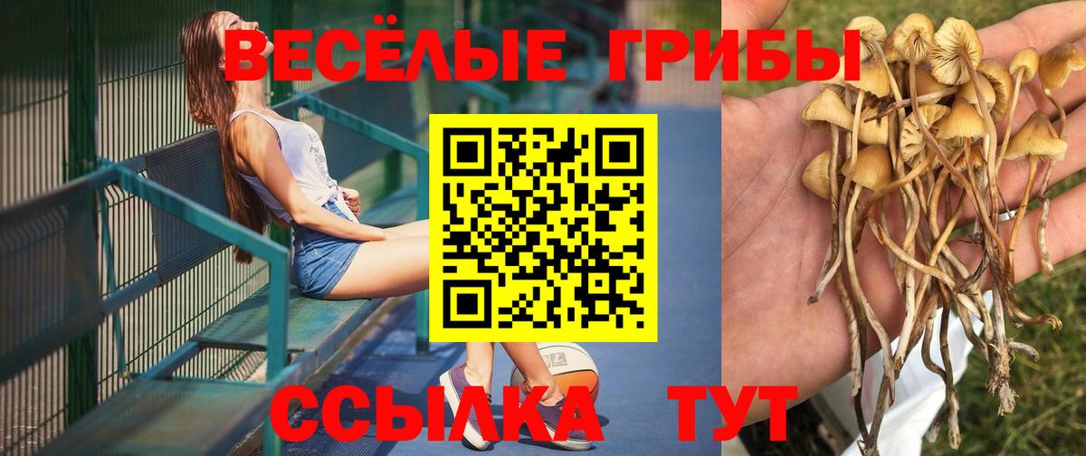 Галлюциногенные грибы Cubensis  Вход с VPN  Горно-Алтайск  Псилоцибиновые грибы Psilocybine cubensis 