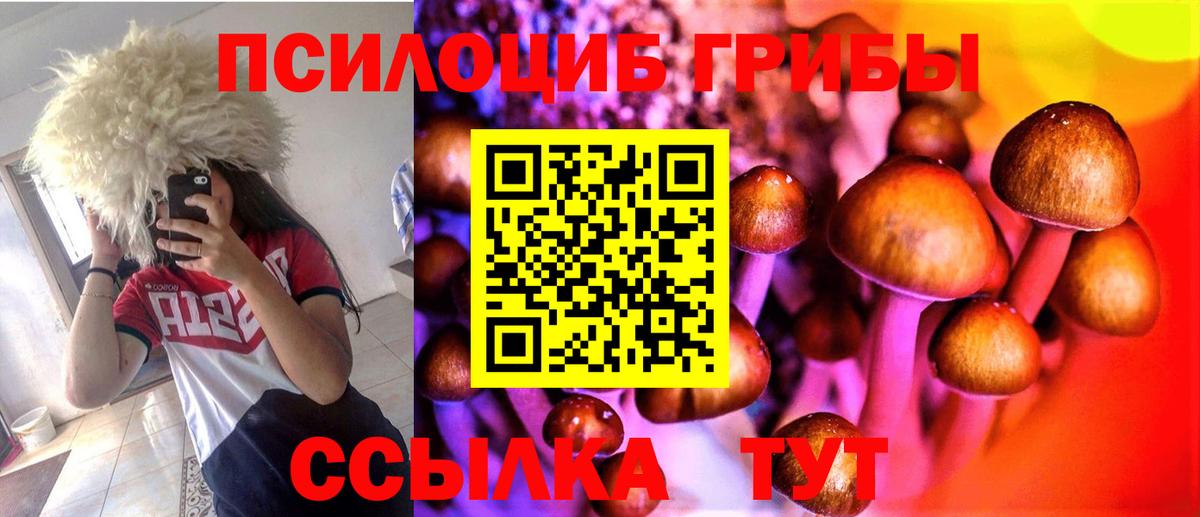 Галлюциногенные грибы Psilocybine cubensis Горно-Алтайск